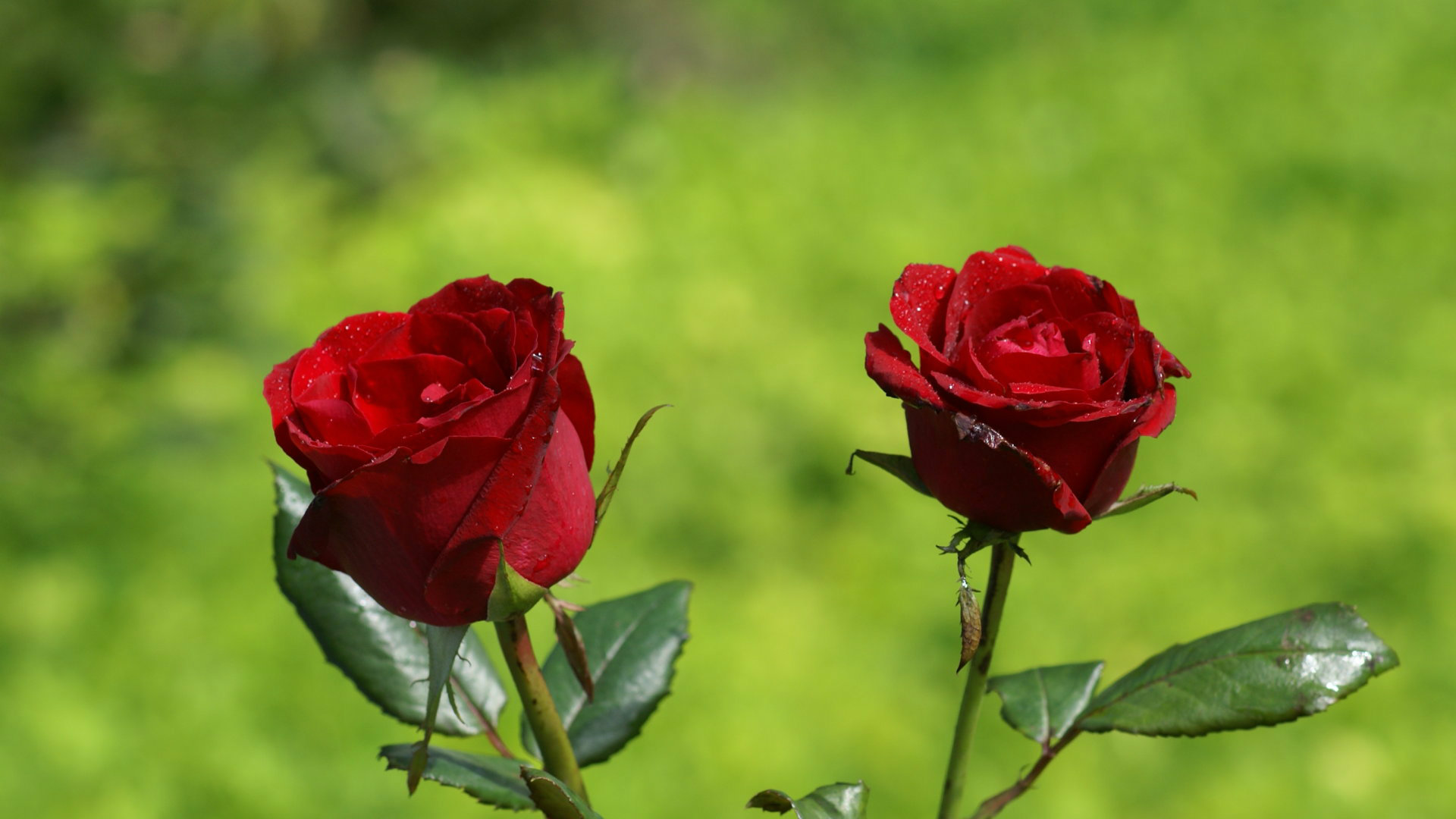 Most Beautiful Red Roses HD Wallpaper Flowers Pictures