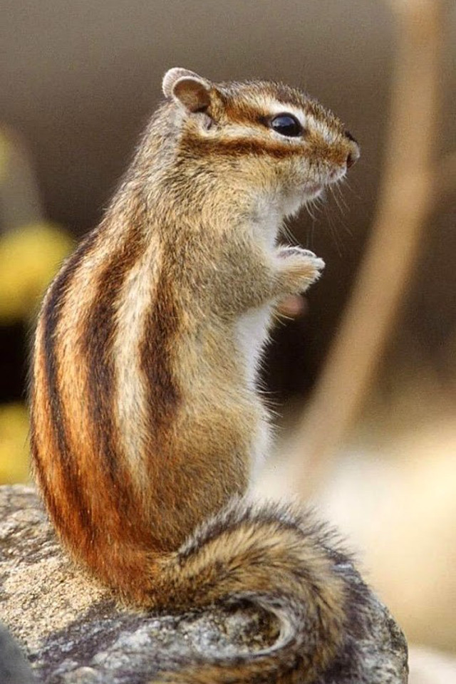 Cute Little Squirrel Animal Mobile Phone Wallpaper
