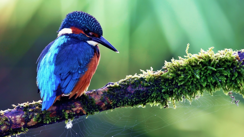 Kingfisher Wallpaper Animals Birds HD Desktop