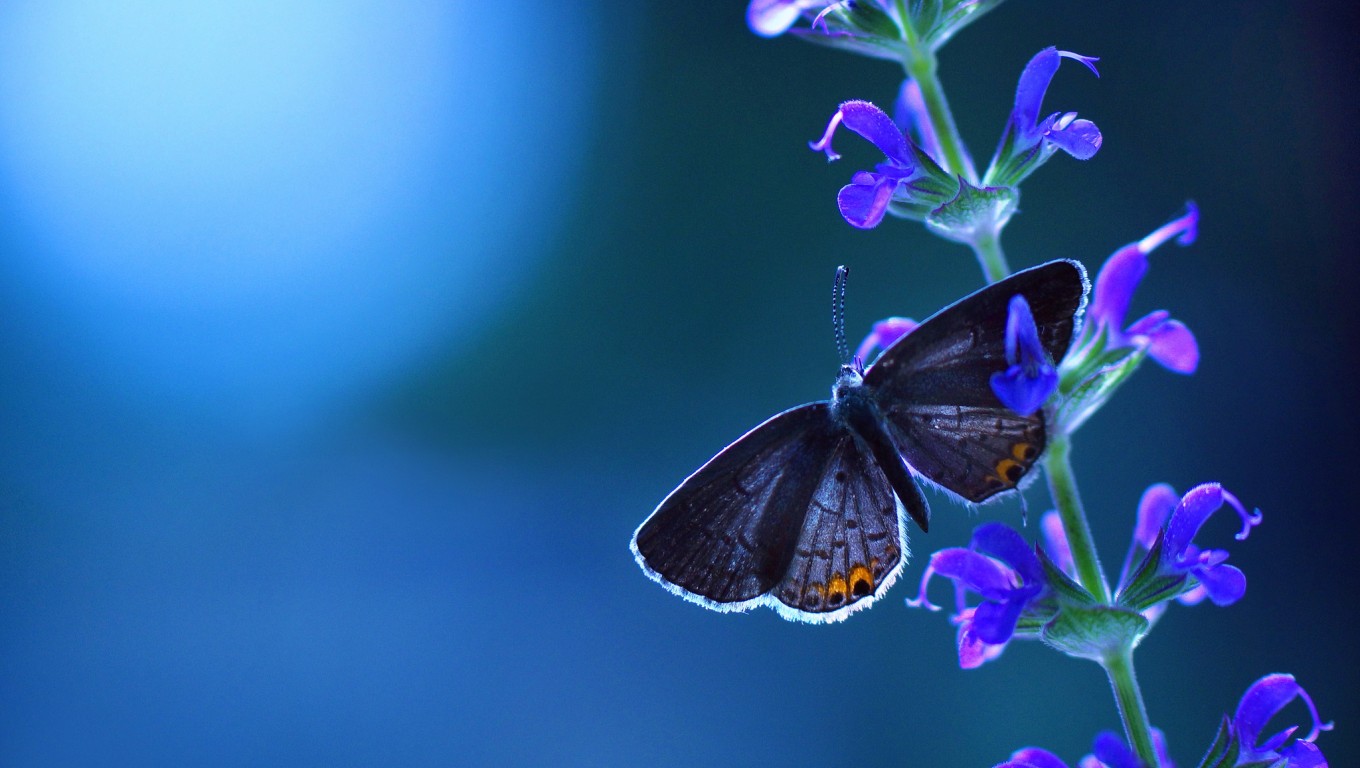 Flower Blue Butterfly Background Wallpaper By Marijane