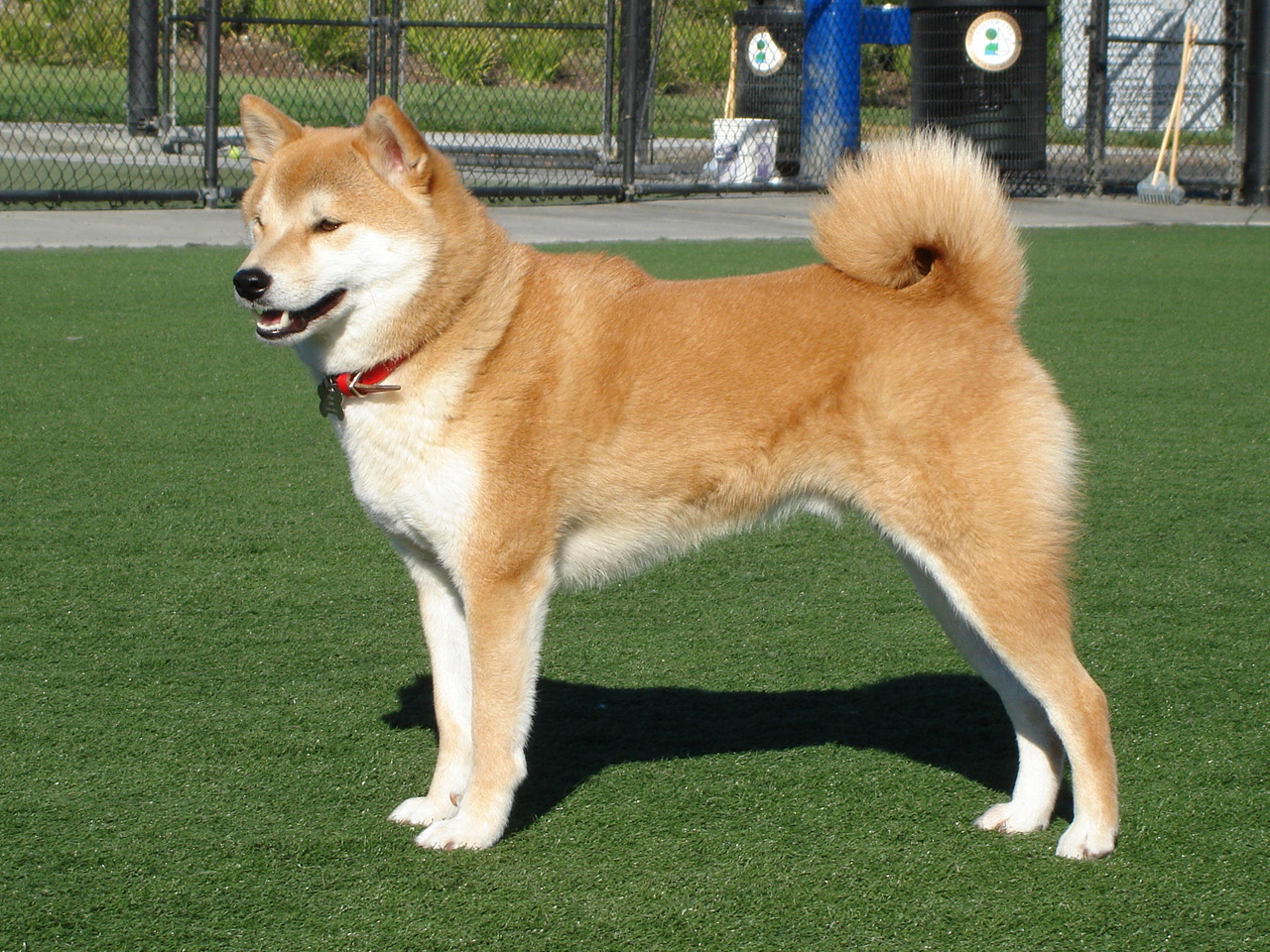 Shiba Inu Photos And Wallpaper The Beautiful Pictures