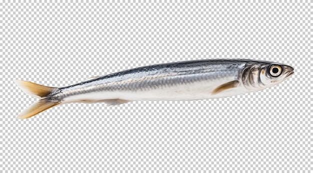 Anchovy Isolated On Transparent Background Wallpaper