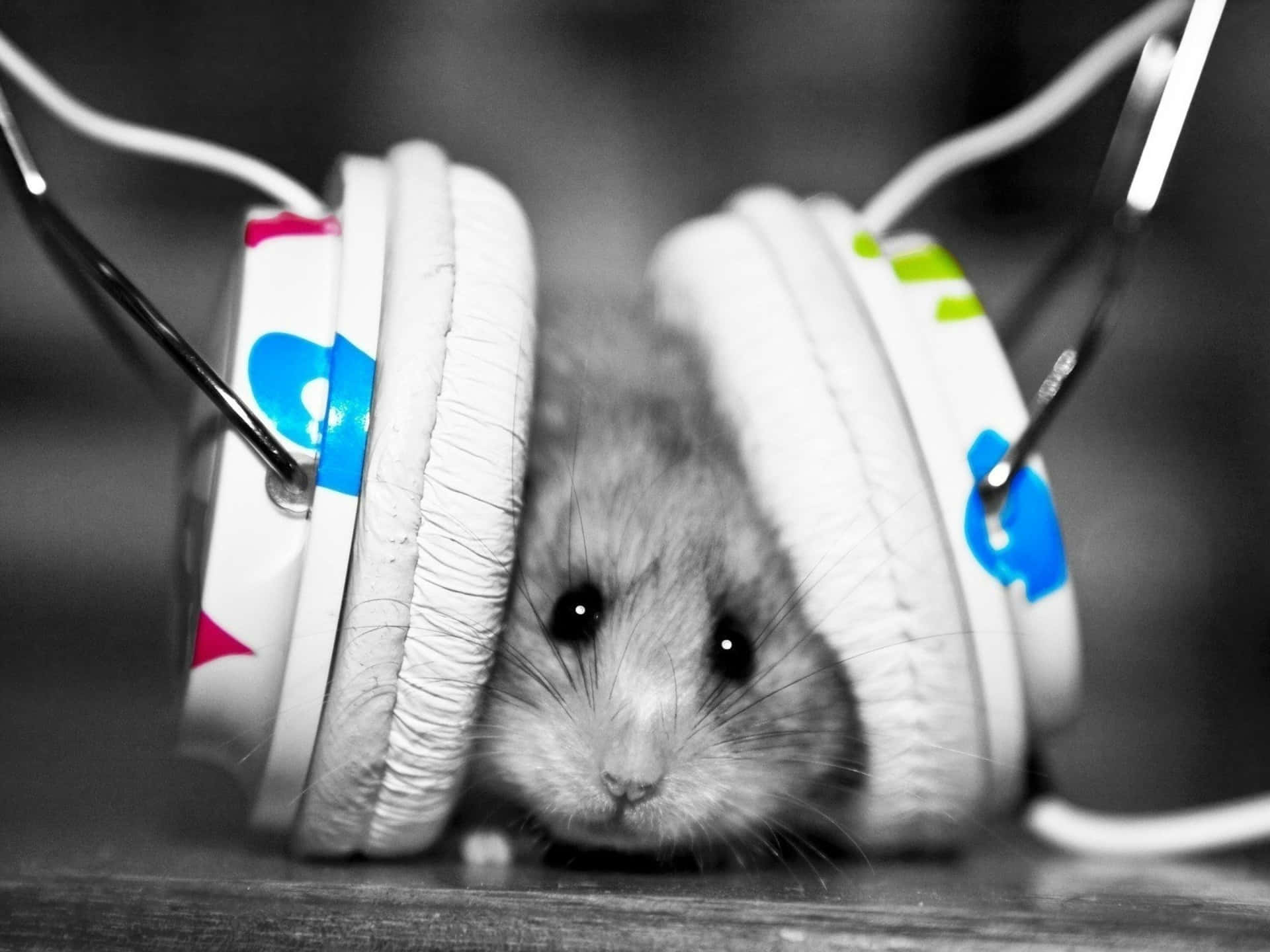 Hamster Vy0bim23pm1fb3u3 Wallpaper