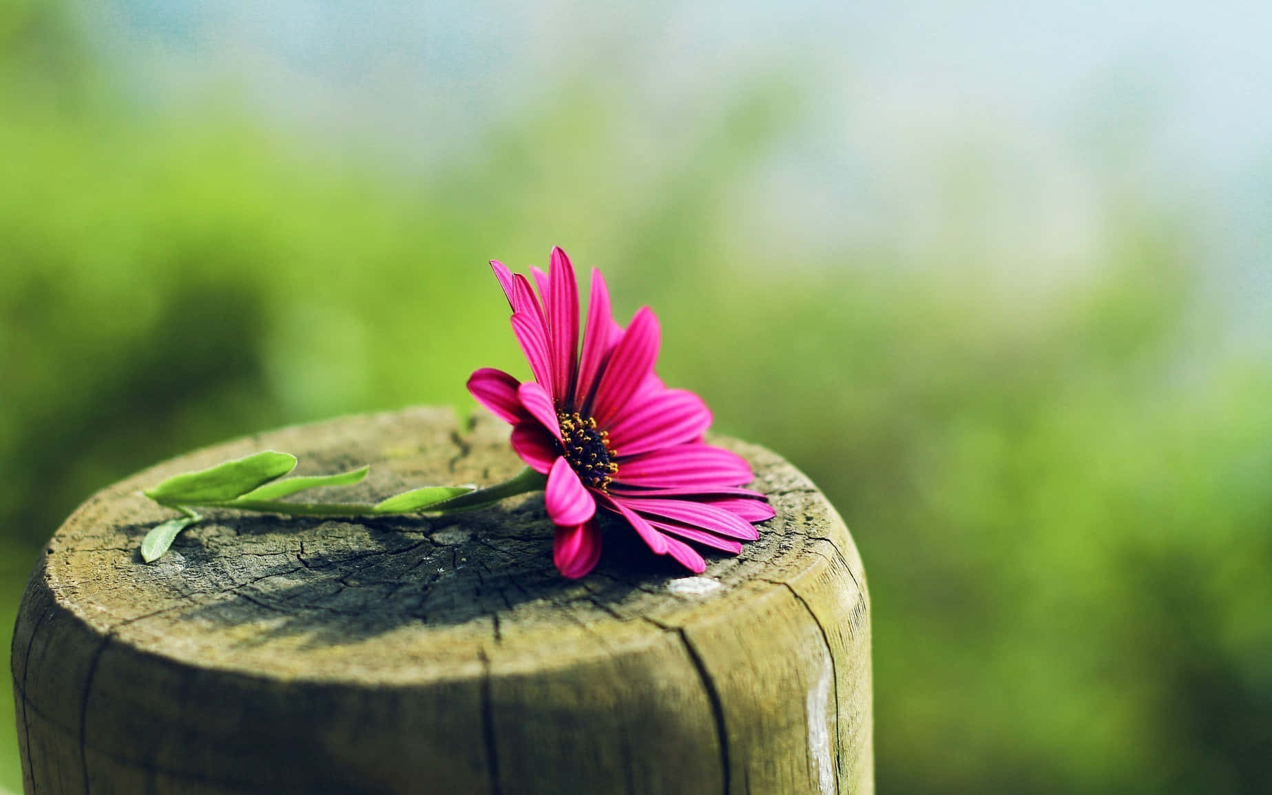 Nature Flower Wallpaper