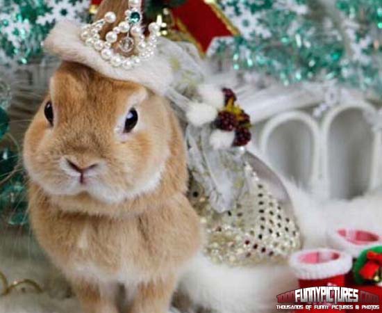 Christmas Bunny Funny Animals 1000 Funny Pictures