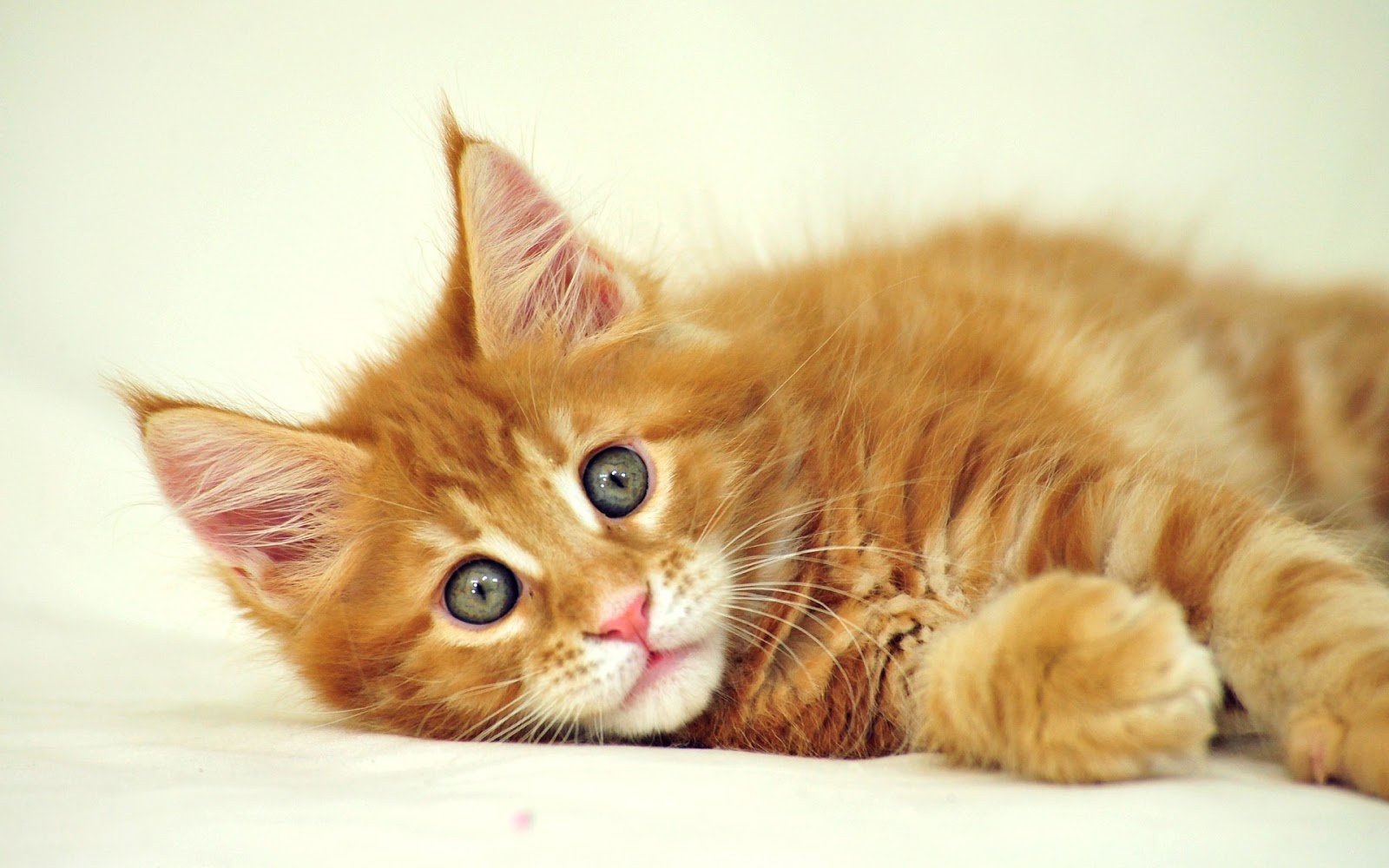 Cute Cats Kittens Kitties