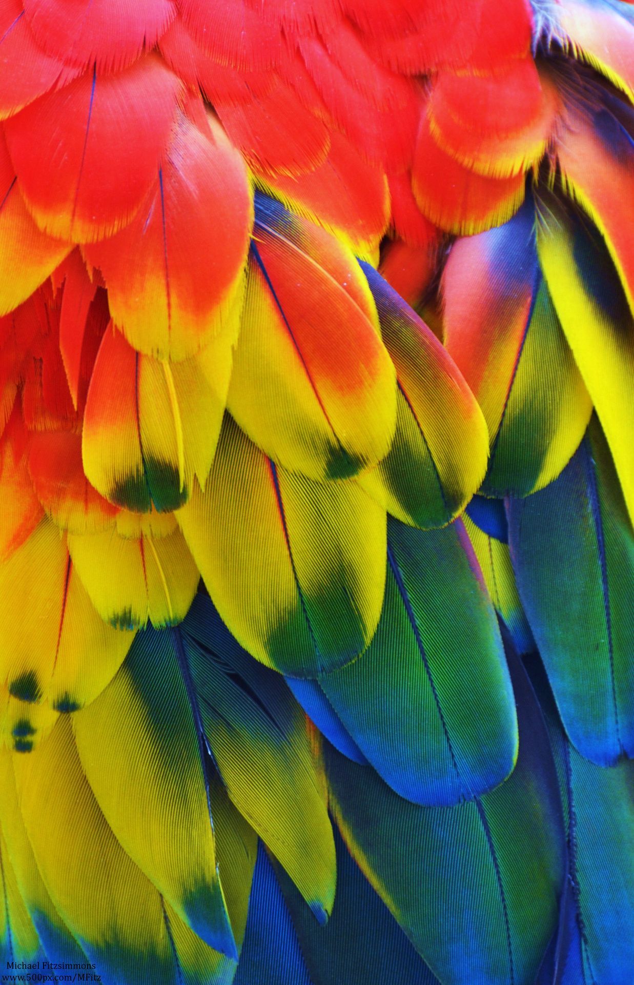 Macaw Primary Colors By Michael Fitzsimmons Brilliant Birds