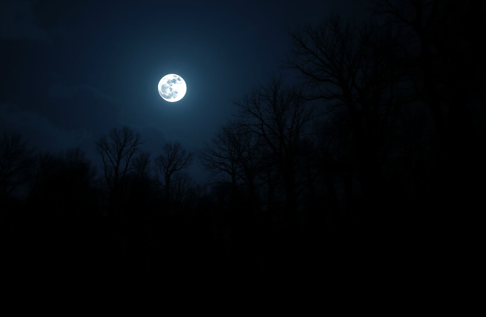 Dark Forest With Moon Wallpaper