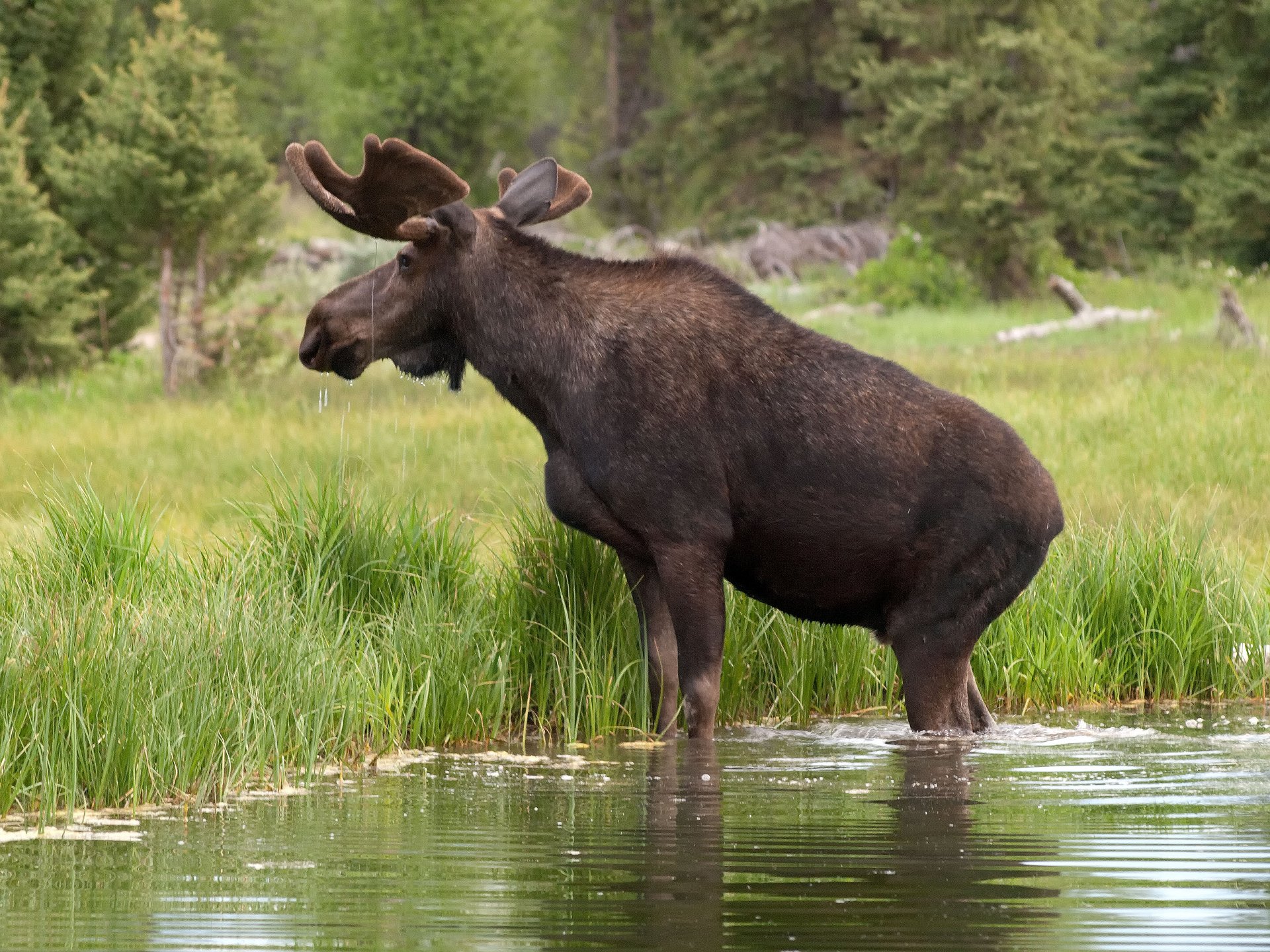 Swedish Moose Animal 4k Ultra HD Wallpaper