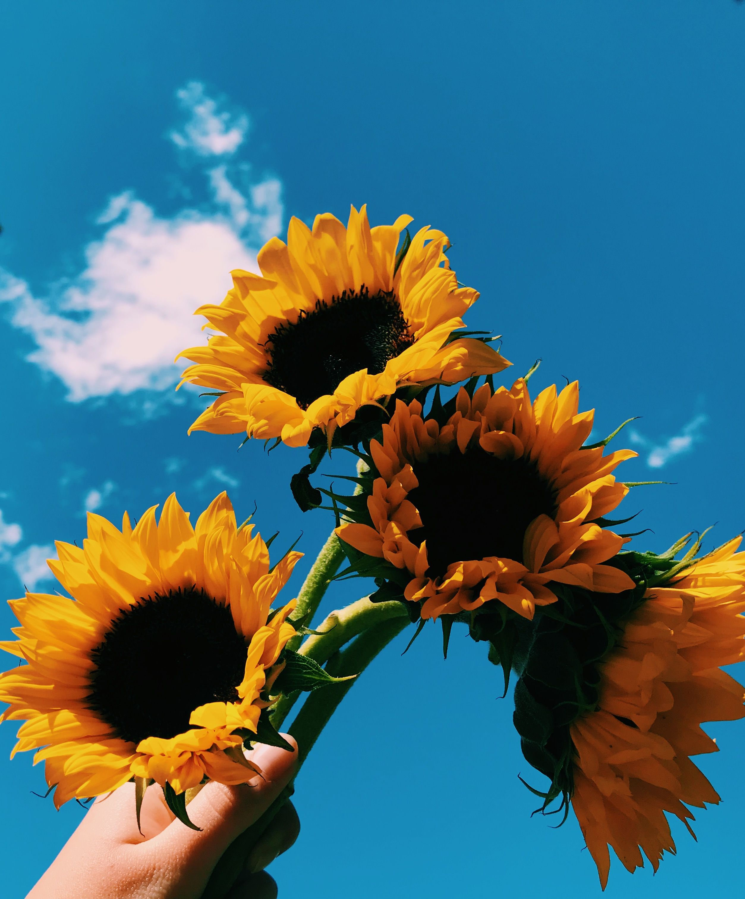 Albums Wallpaper Aesthetic Sunflower HD Updated