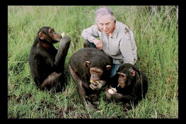 Jane Goodall Sauver Les Chimpanz S