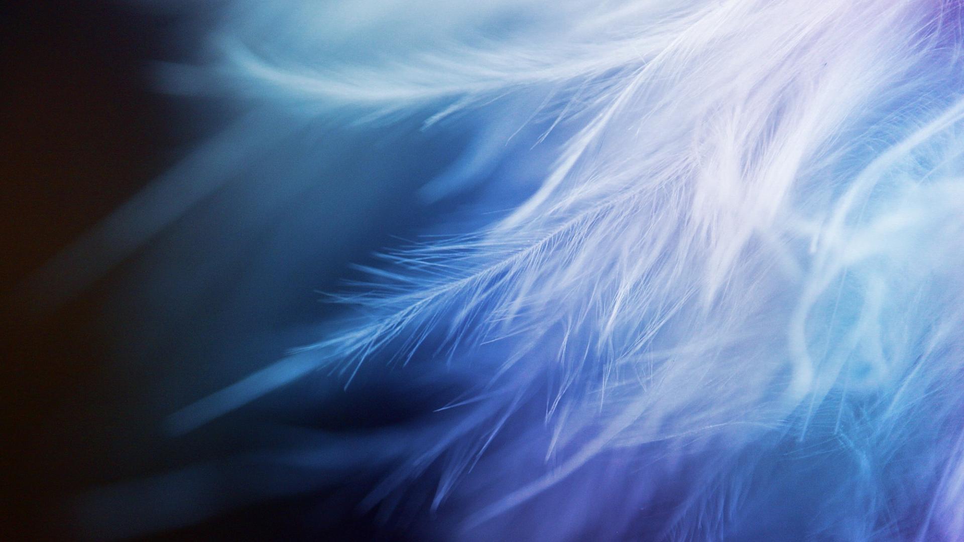 free-download-abstract-feathers-wallpaper-66106-1920x1080-for-your