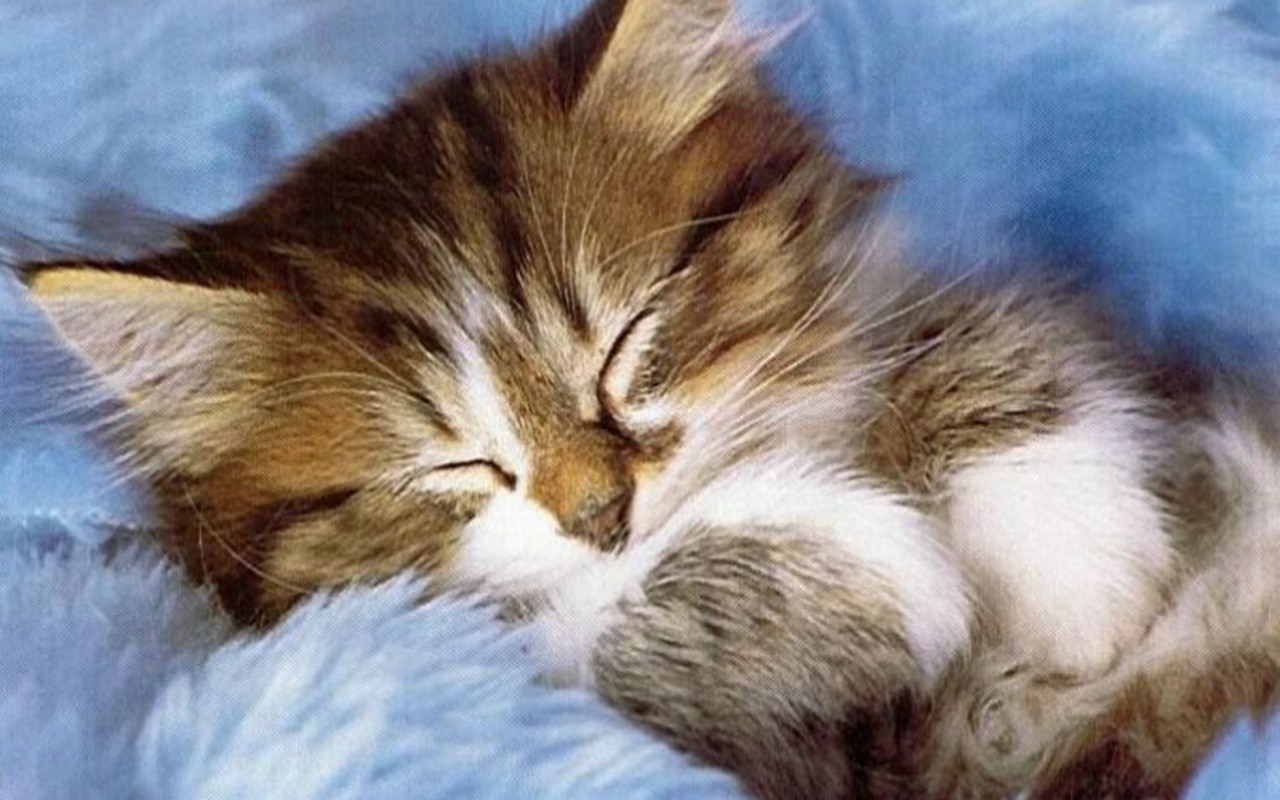 Cute Kitten   Kittens Wallpaper 16122136