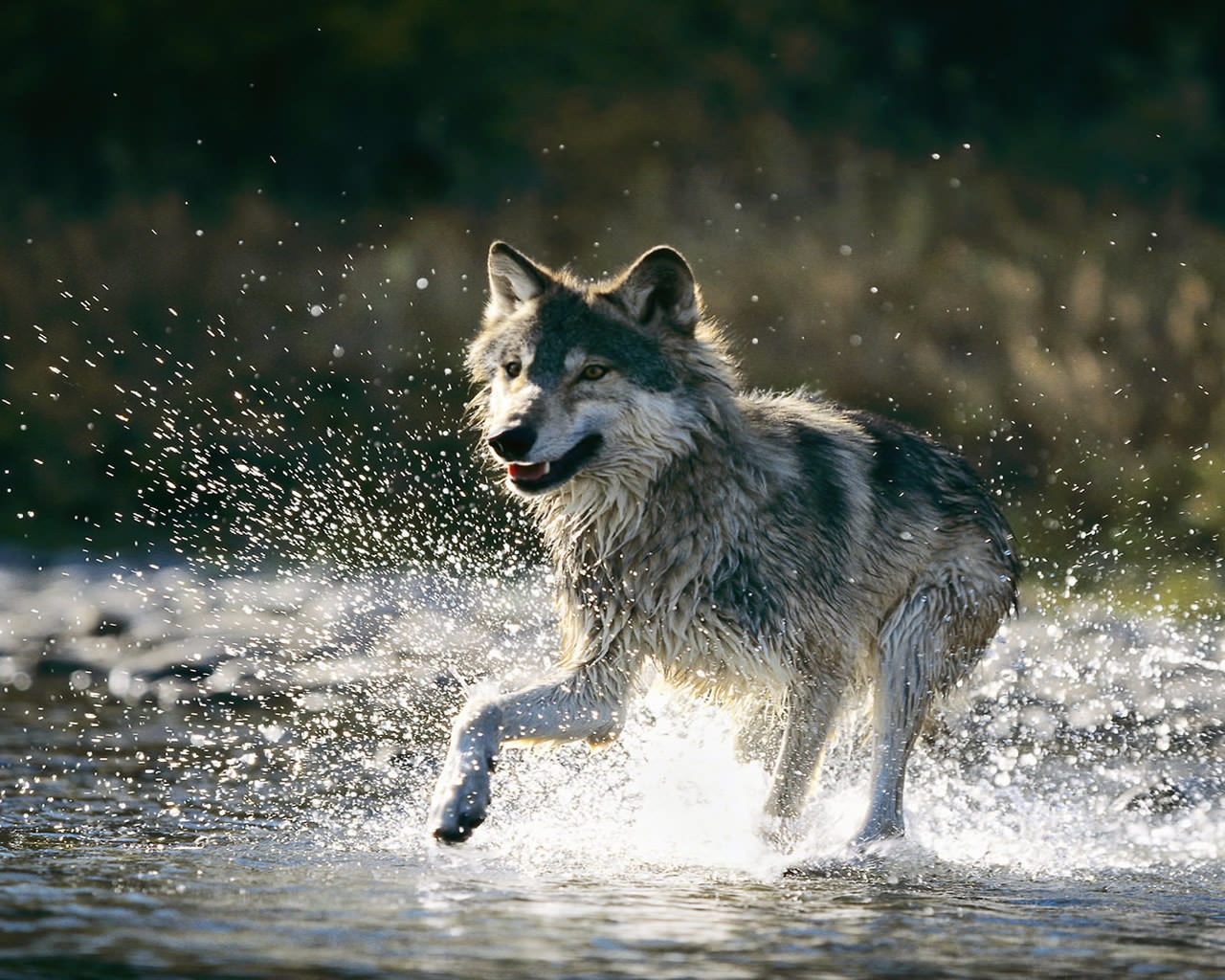 Wolf In Water Background 1280x1024