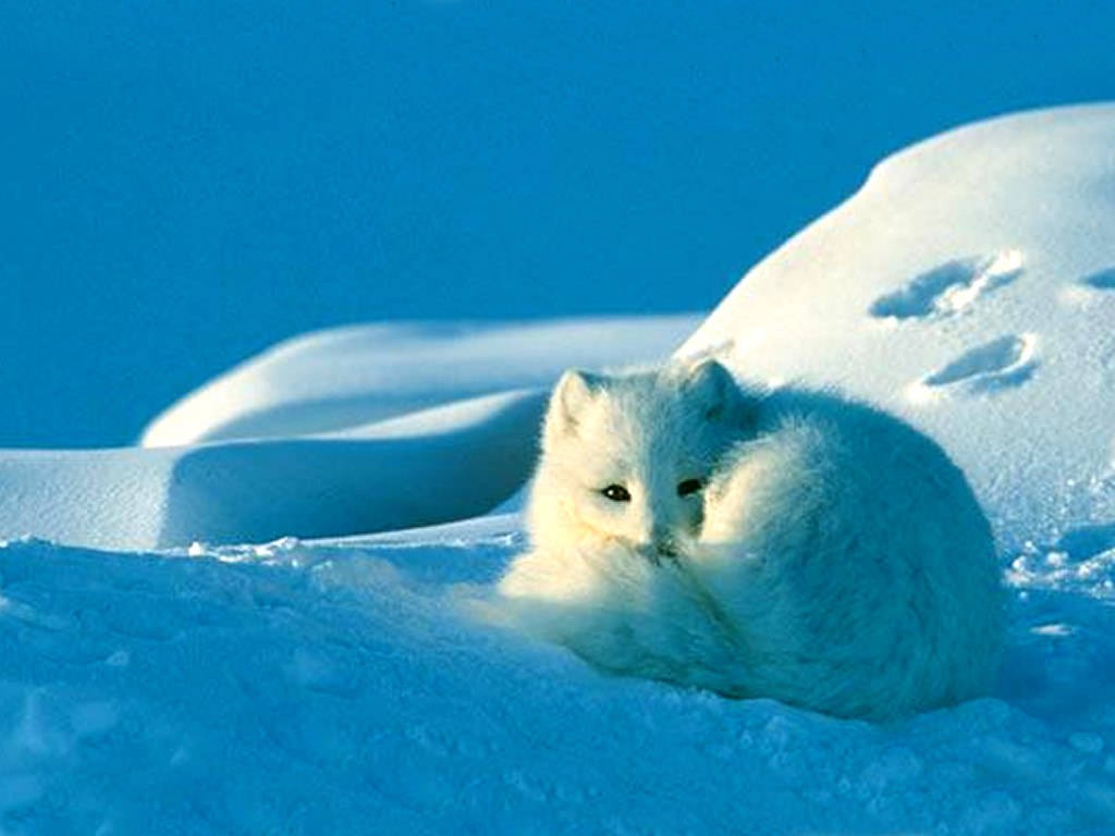 Arctic Fox Wallpaper HD