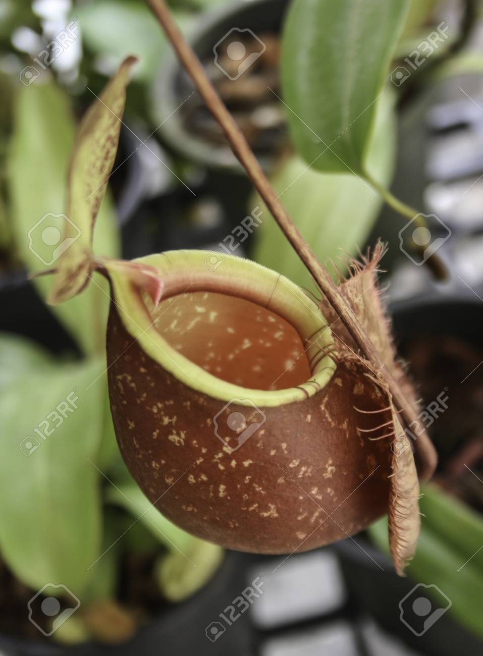 Best Closeup Of Nepenthes With Blurred Wallpaper Image