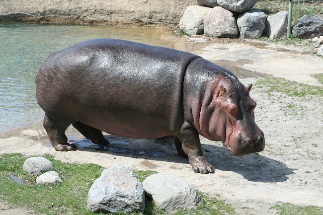 Hippo Toronto Zoo Wallpaper X HD Res