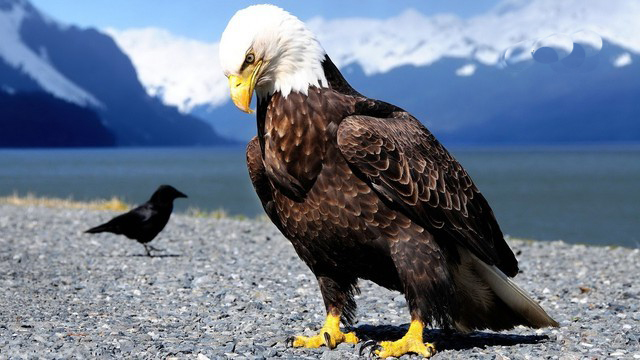 American Eagle HD Wallpapers Download Free Bird Images