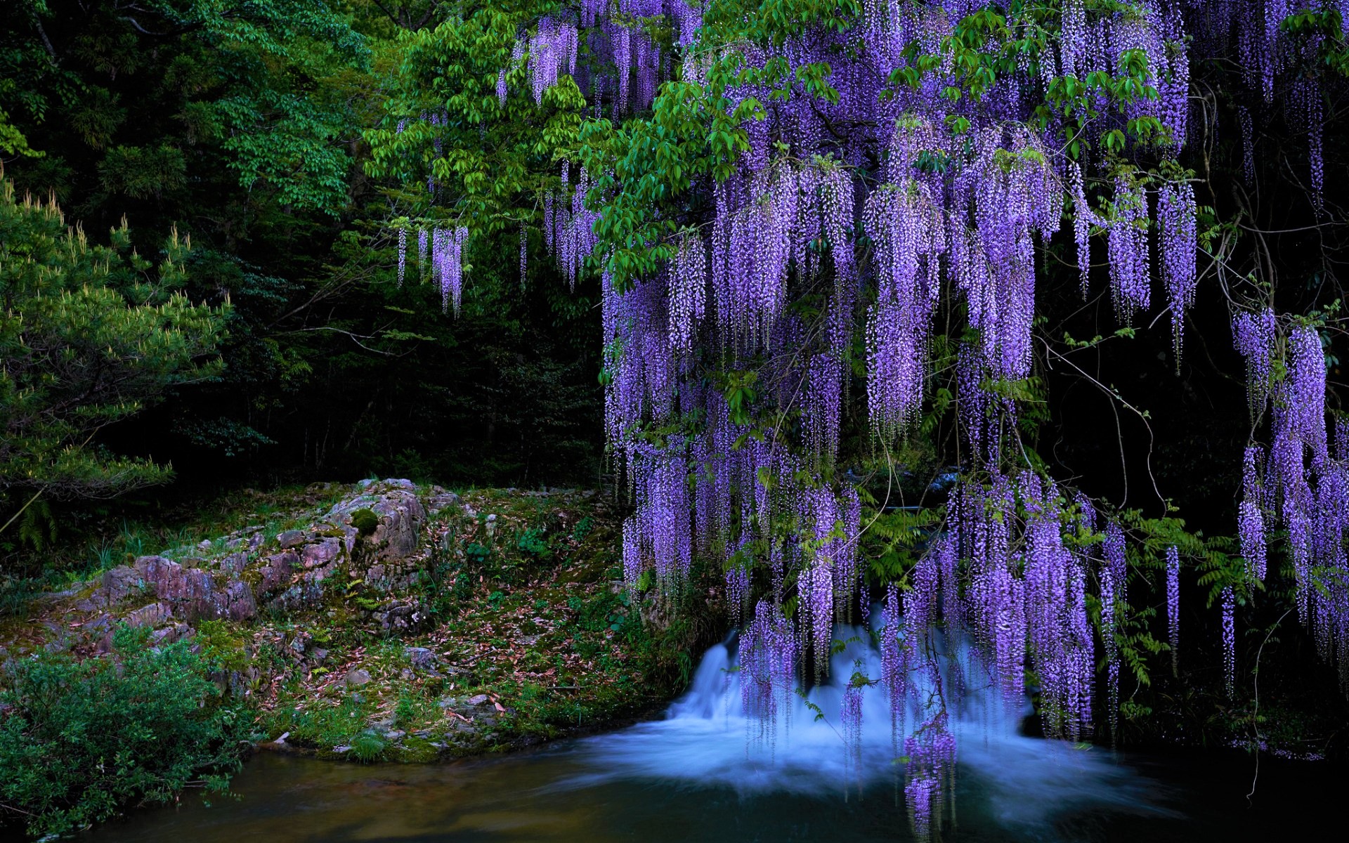 Purple Tree Wallpaper