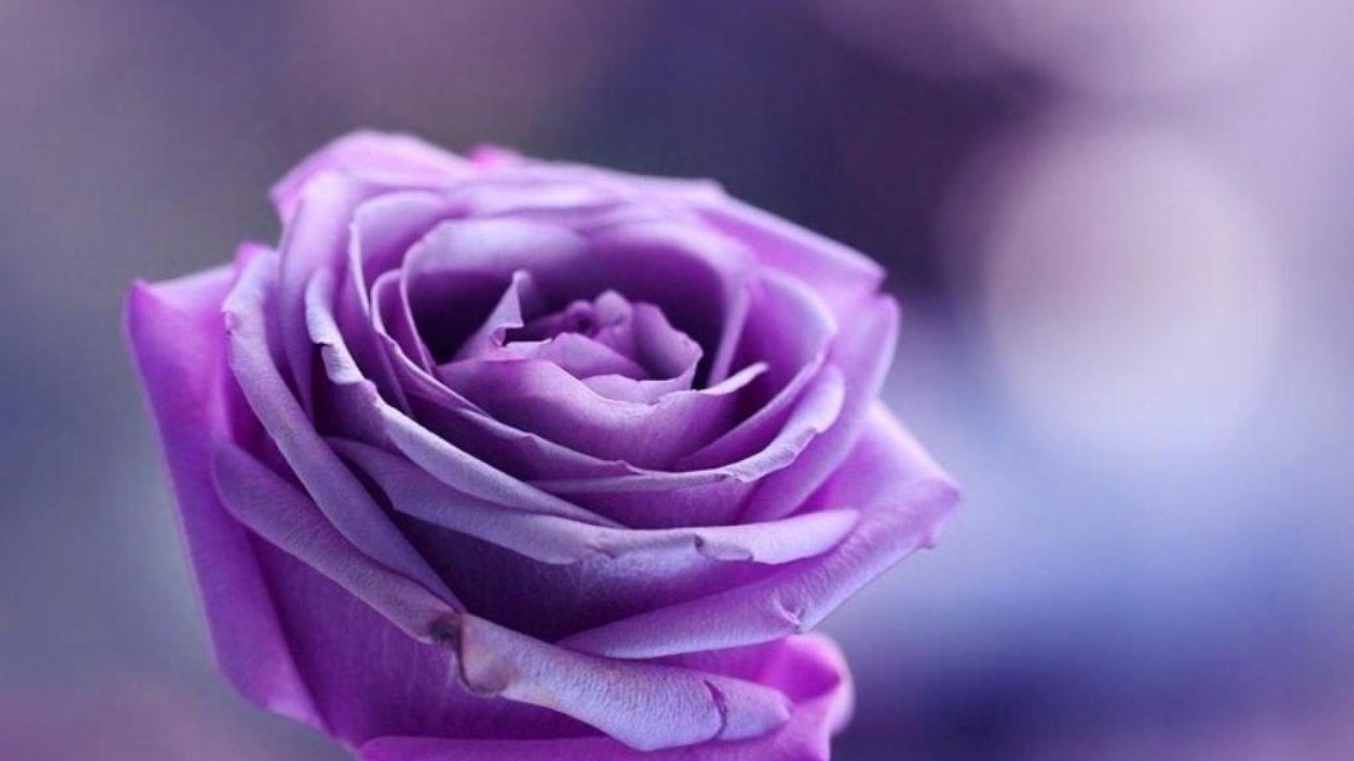 Purple Roses Background   Wallpaper High Definition High