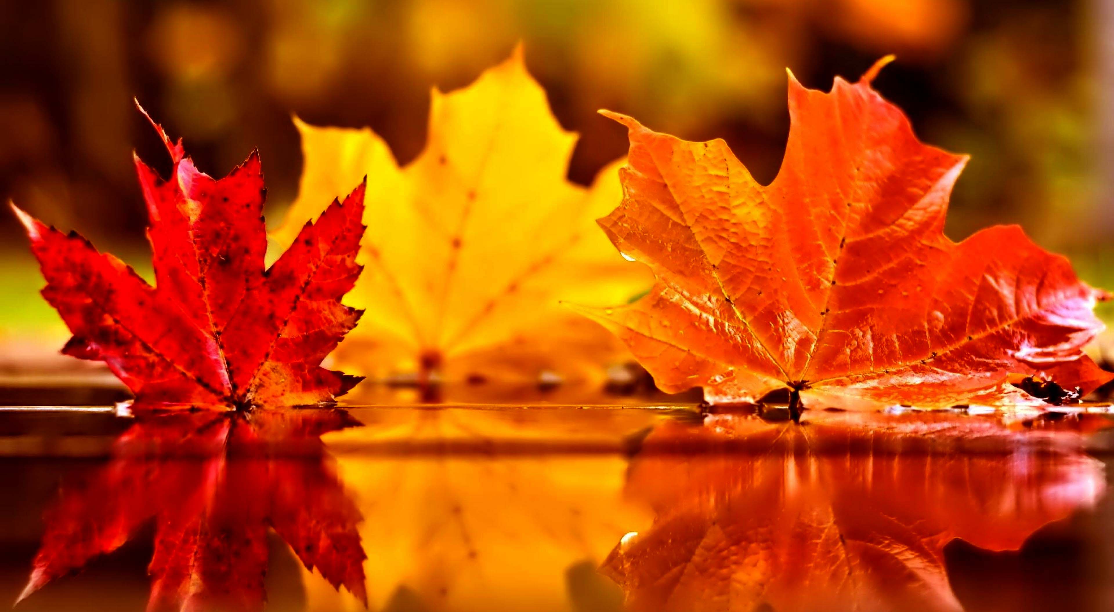 🔥 [62+] Autumn Leaves Wallpapers | WallpaperSafari