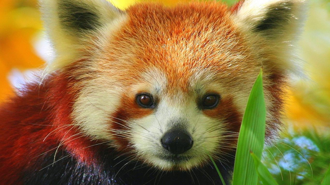 Red Panda Background