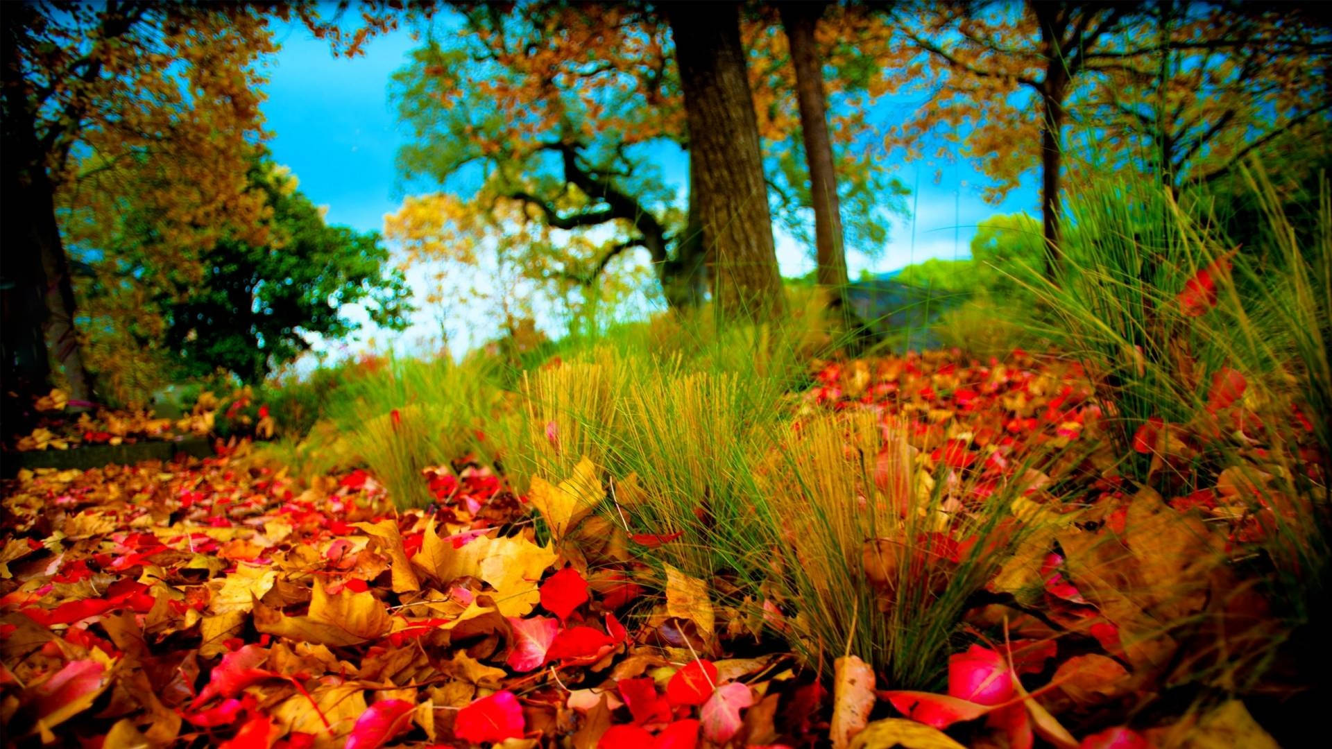Full HD Nature Wallpaper