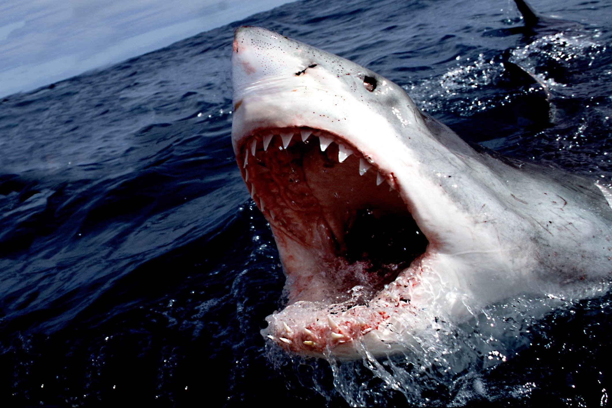Wallpaper Shark