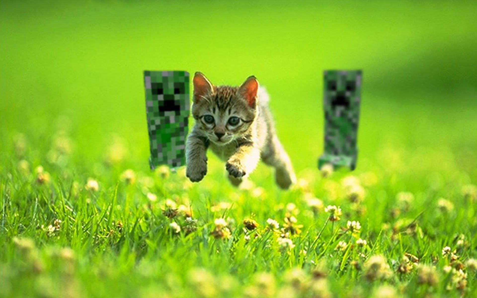 Minecraft Wallpaper Kitten Running From Creepers