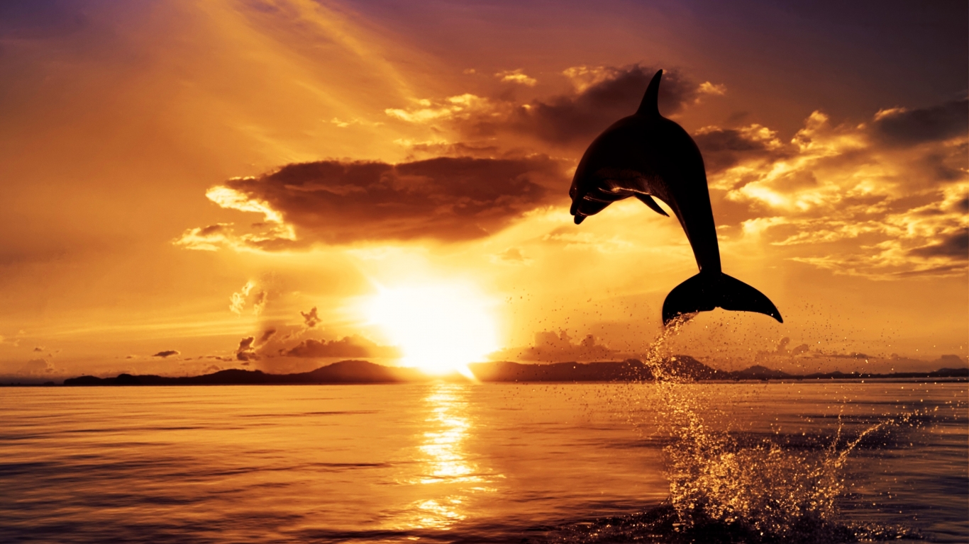 Sunset And Dolphin Wallpaper
