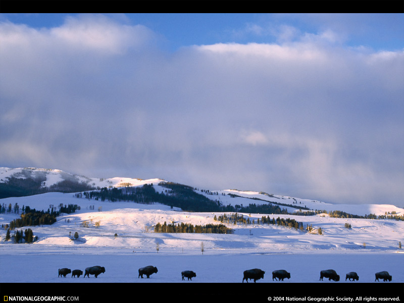 Snowscape Photo Of The Day Picture Photography Wallpaper
