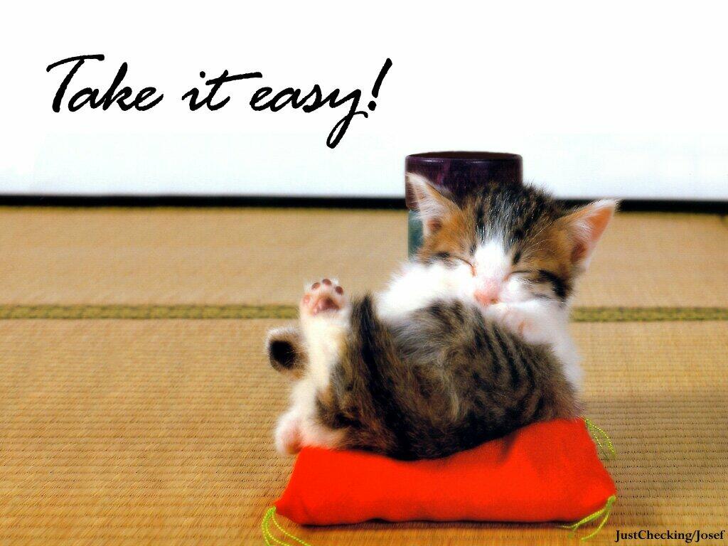 Funny Cat Sayings HD Wallpaper In Imageci