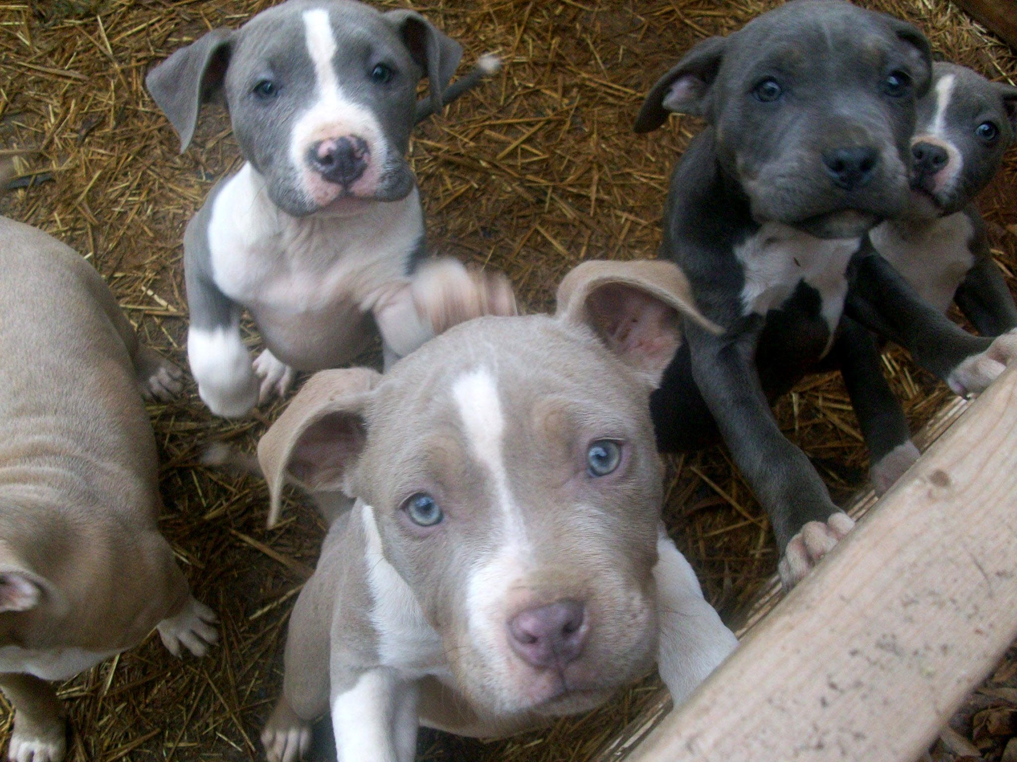 Pit Bull Puppies Desktop Wallpaper Dog Image Pets