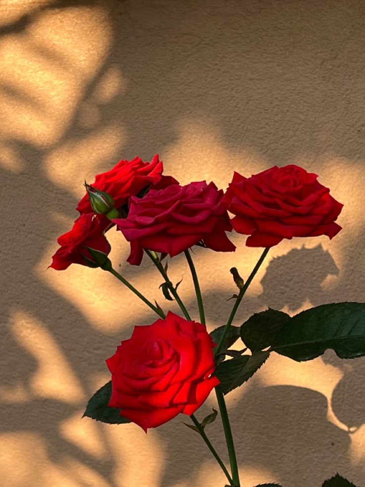 Red Roses Wallpaper
