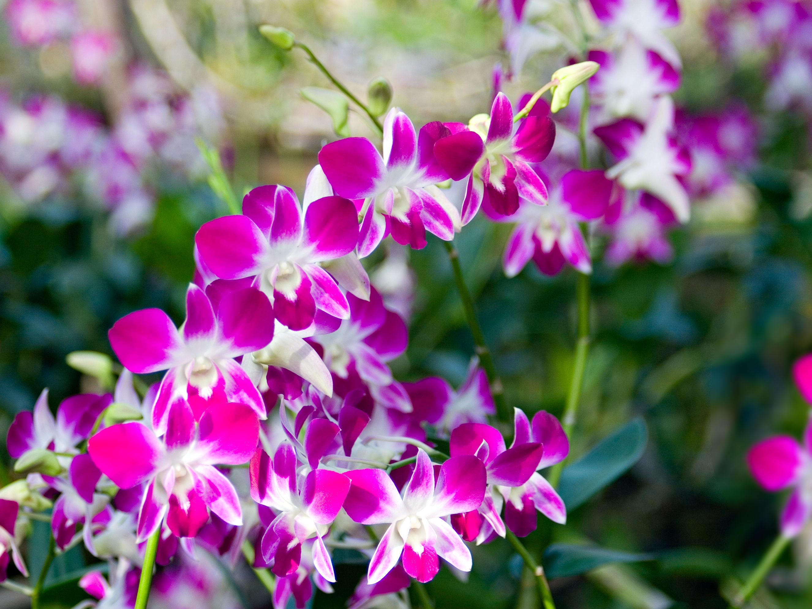 Lovely Orchids HD Wallpaper Flowers