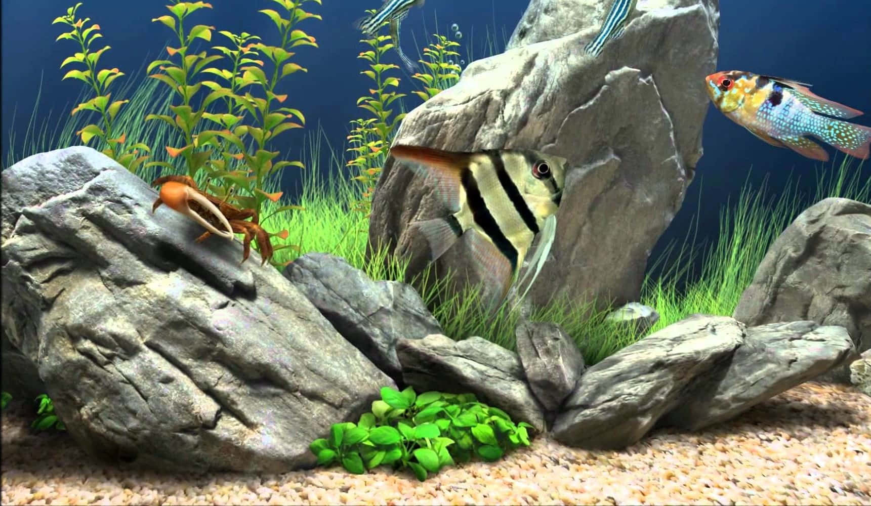 Aquarium Fish Tank Wallpaper