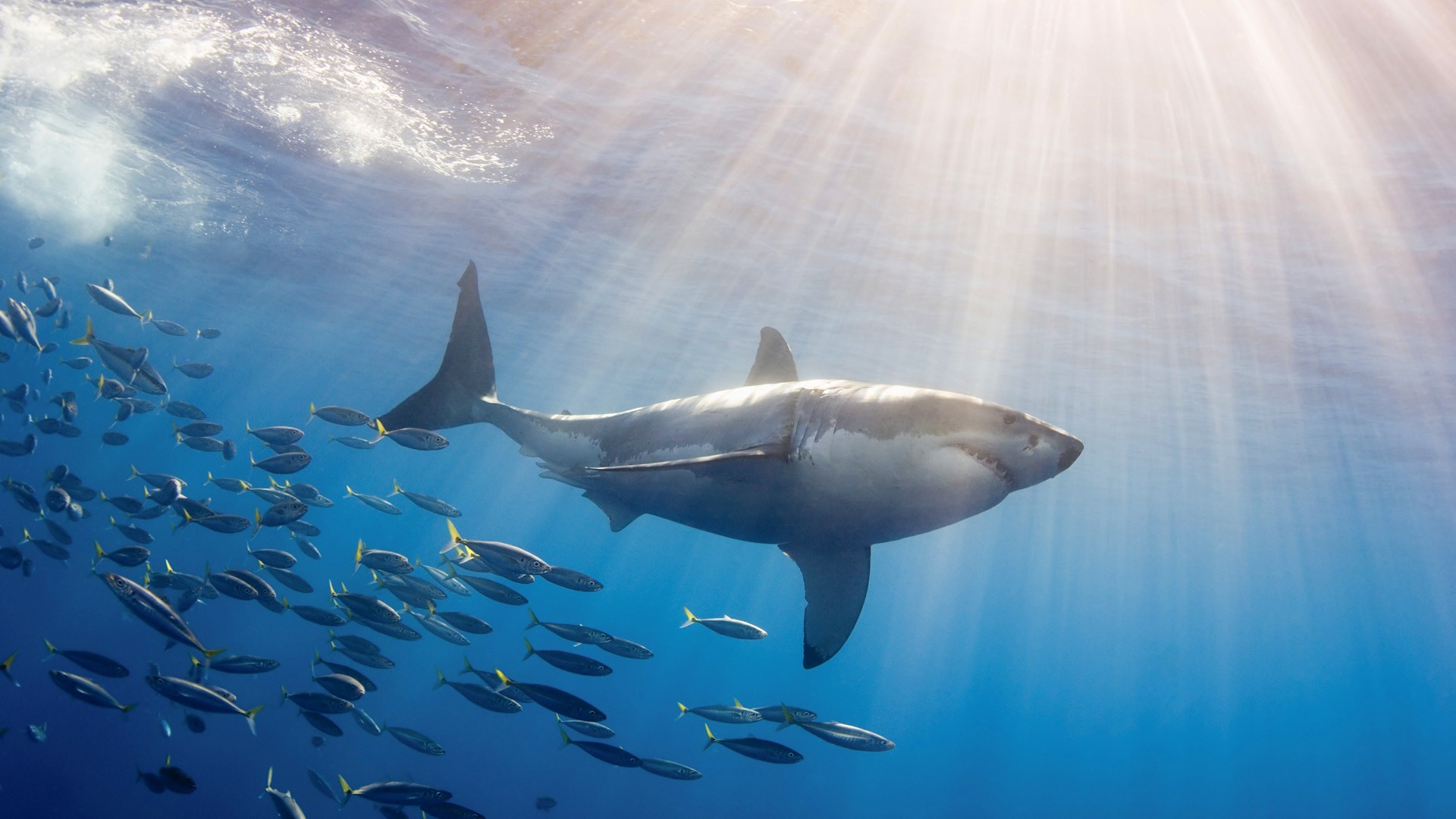 White Shark Attacks Desktop Great iPad Wallpaper