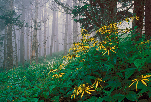 Wallpaper Forest Flowers Fog Great Smoky Mountains Tennessee