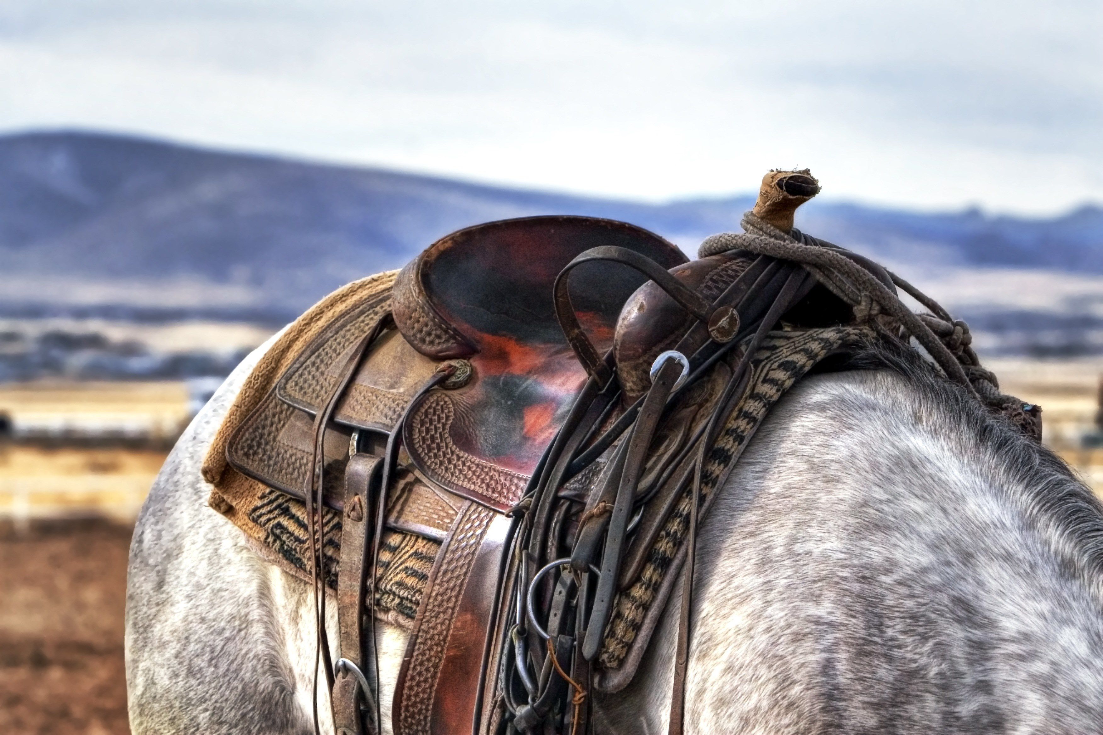 Horse Riding HD Wallpaper Desktop Background Western Saddle