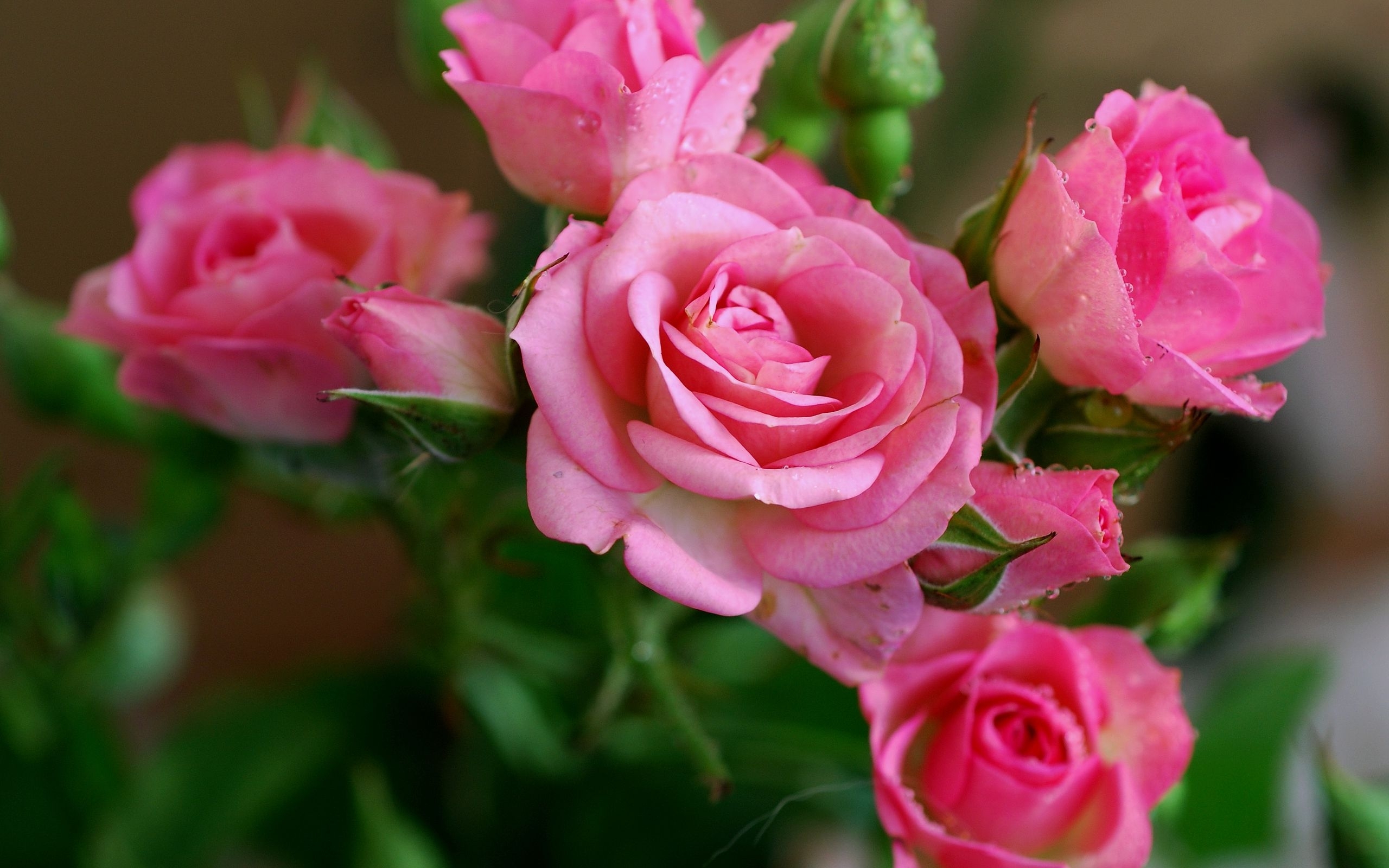 Nature Wallpaper With Pink Rose Flower Pictures