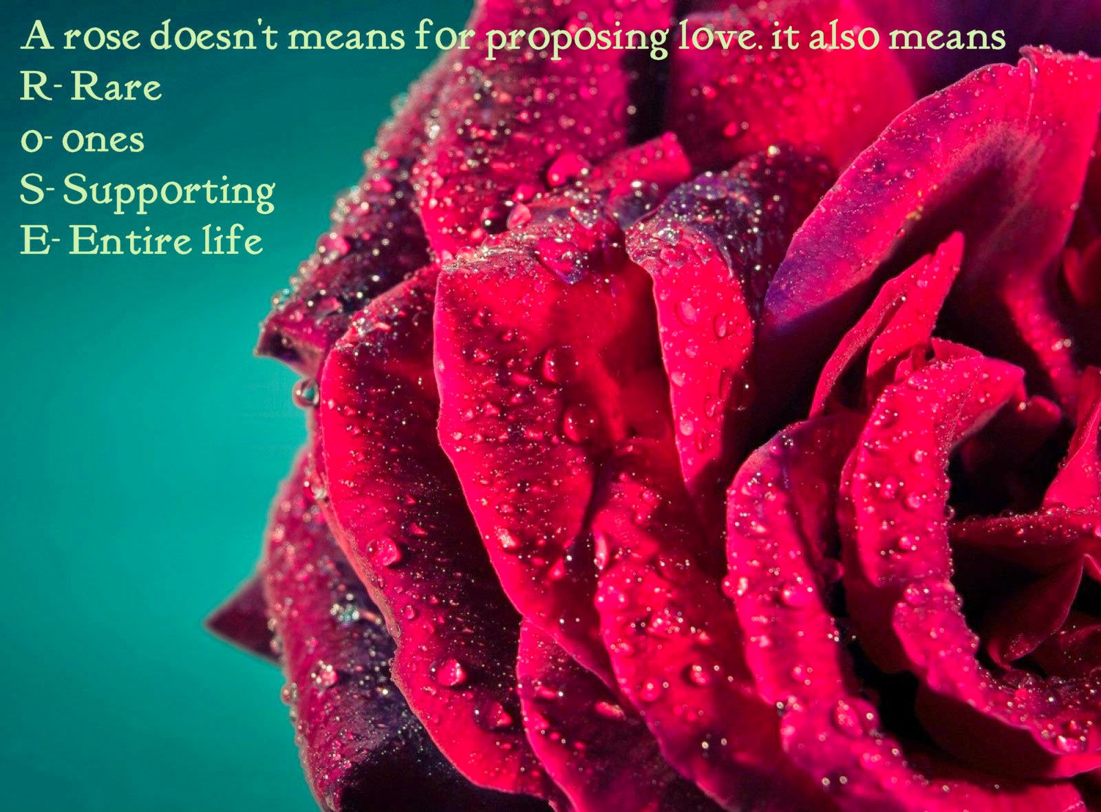 Rose Day Quotes Sayings And Image Freshmorningquotes