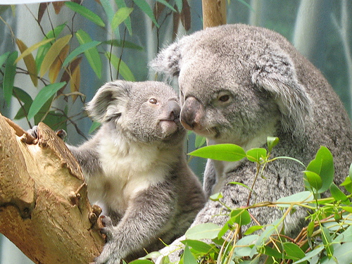 Baby Koala And Mama