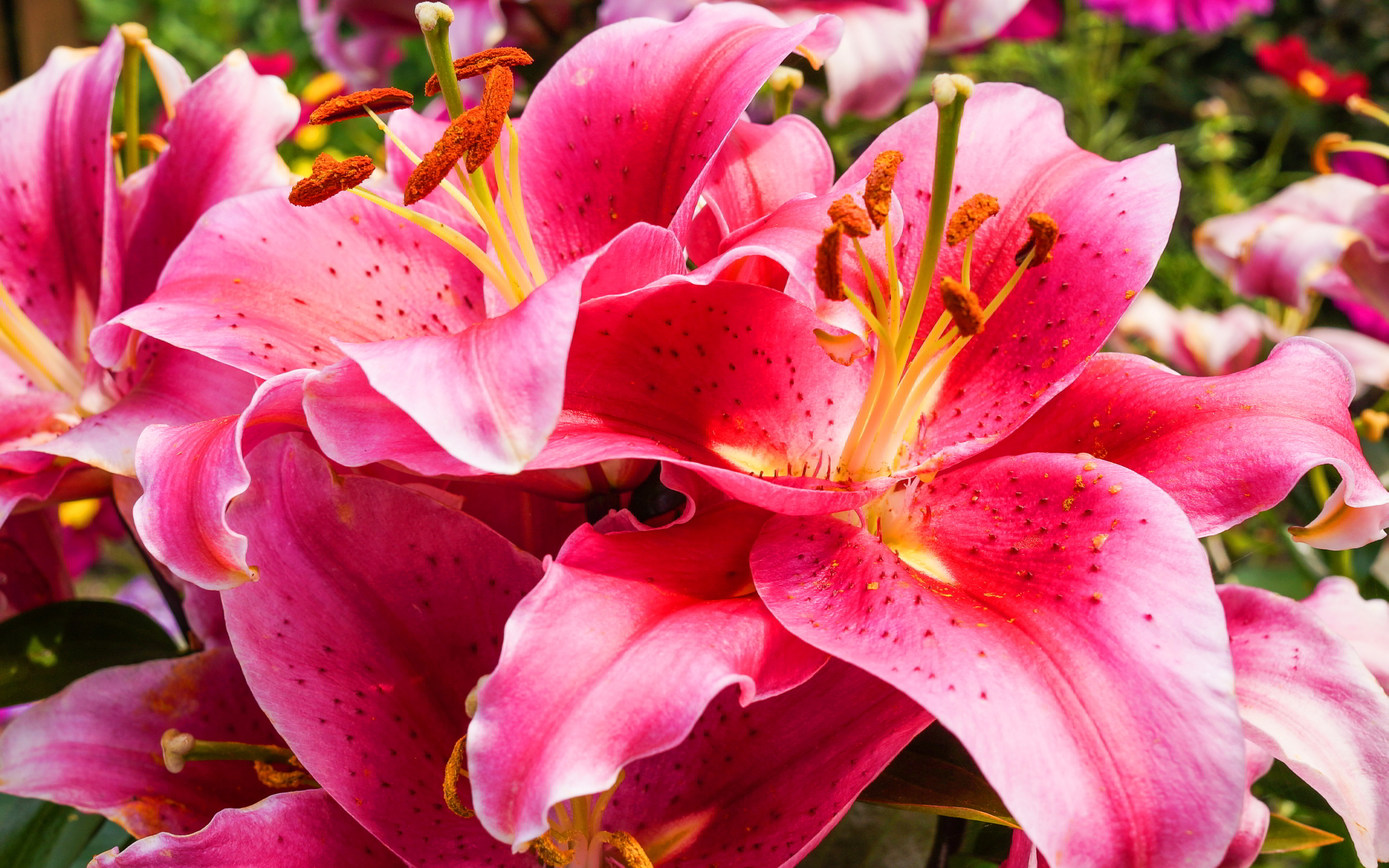 Gorgeous Lily Wallpaper