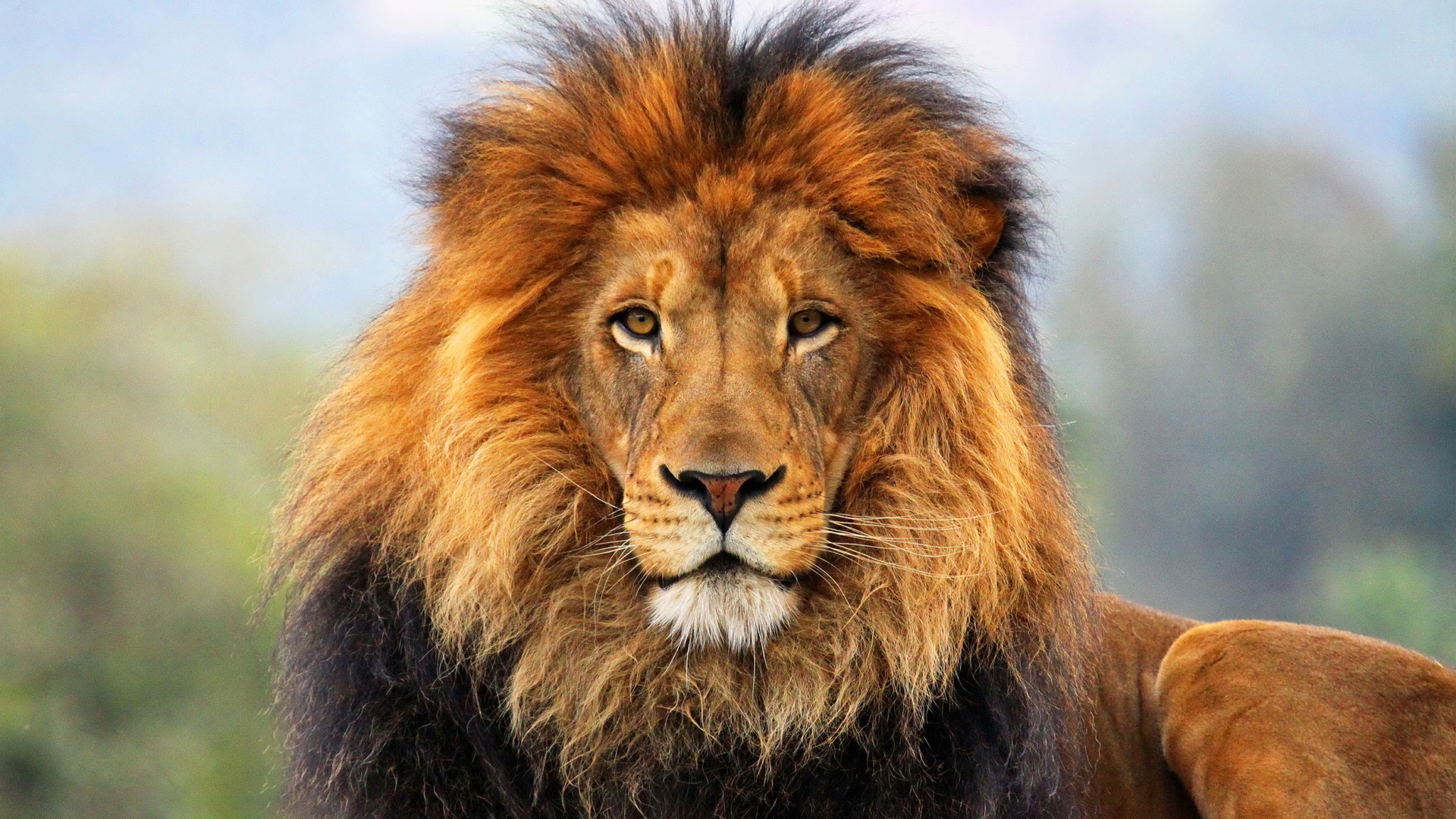 Lion Wallpaper Hmg Muzzle Mane Animals HD Desktop