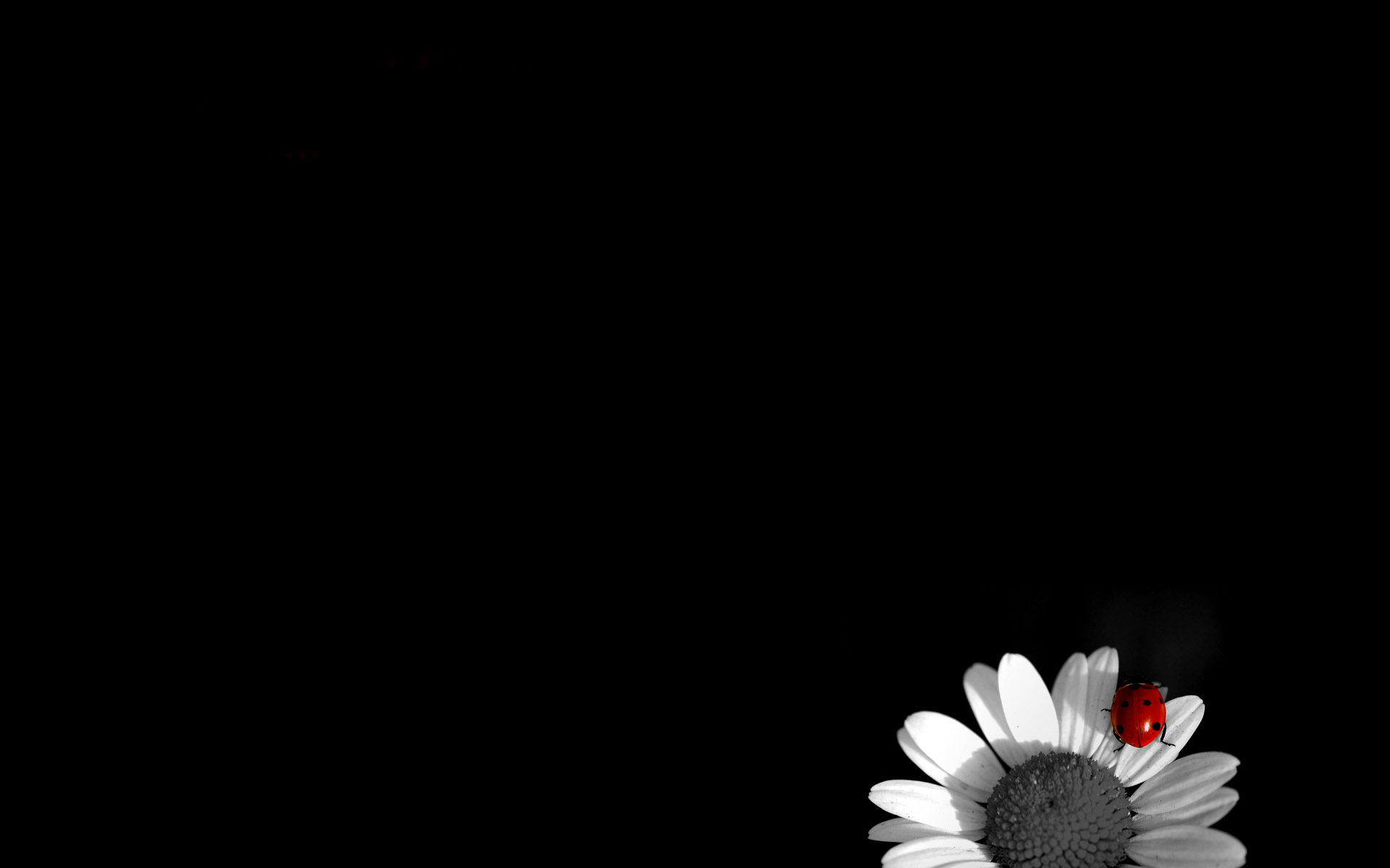 On White Flower With Black Background HD Wallpaper X