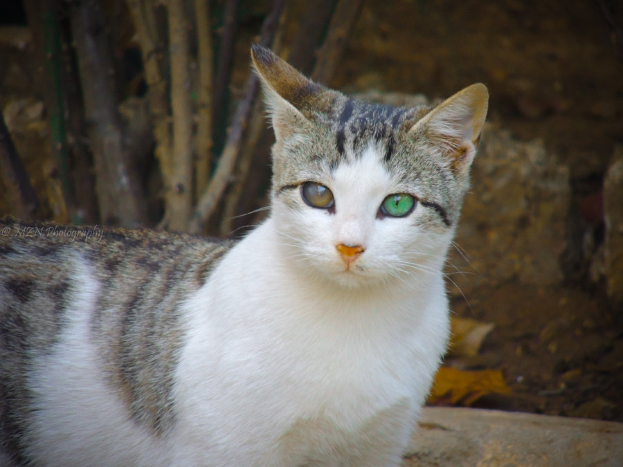 Cat With Two Different Colored Eyes By Mznoutfia