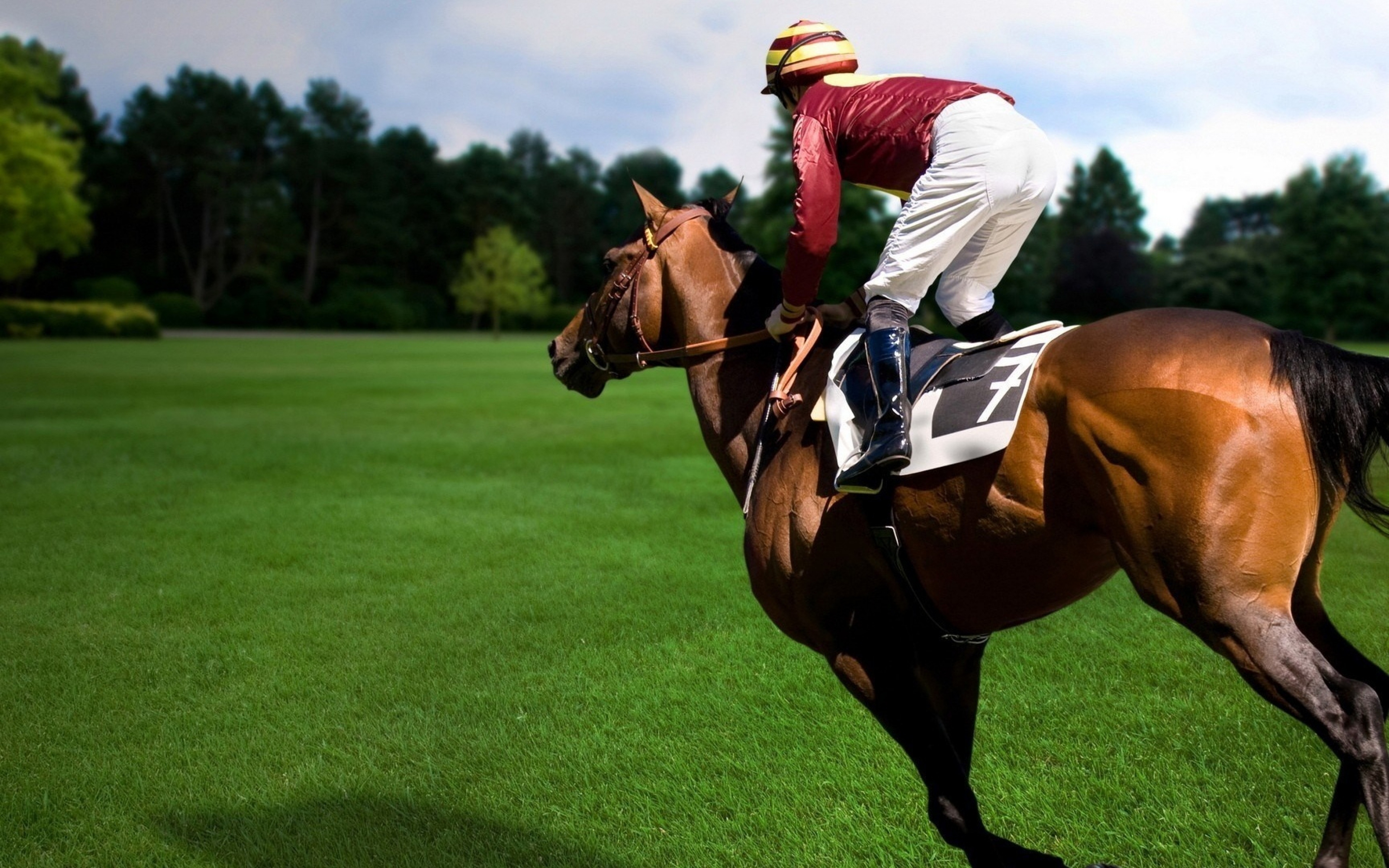 Horse Racing Sport Running Sports