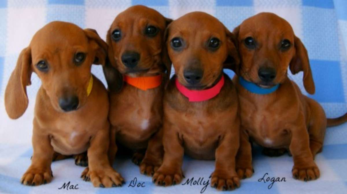 In The Dachshund Category For Similar Ads Hoobly Classifieds