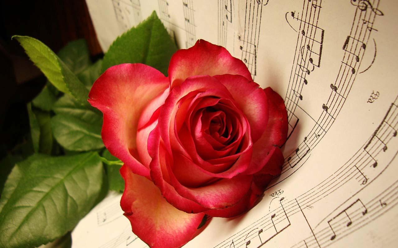 The Universal Language Of Love Most Beautiful Roses Wallpaper