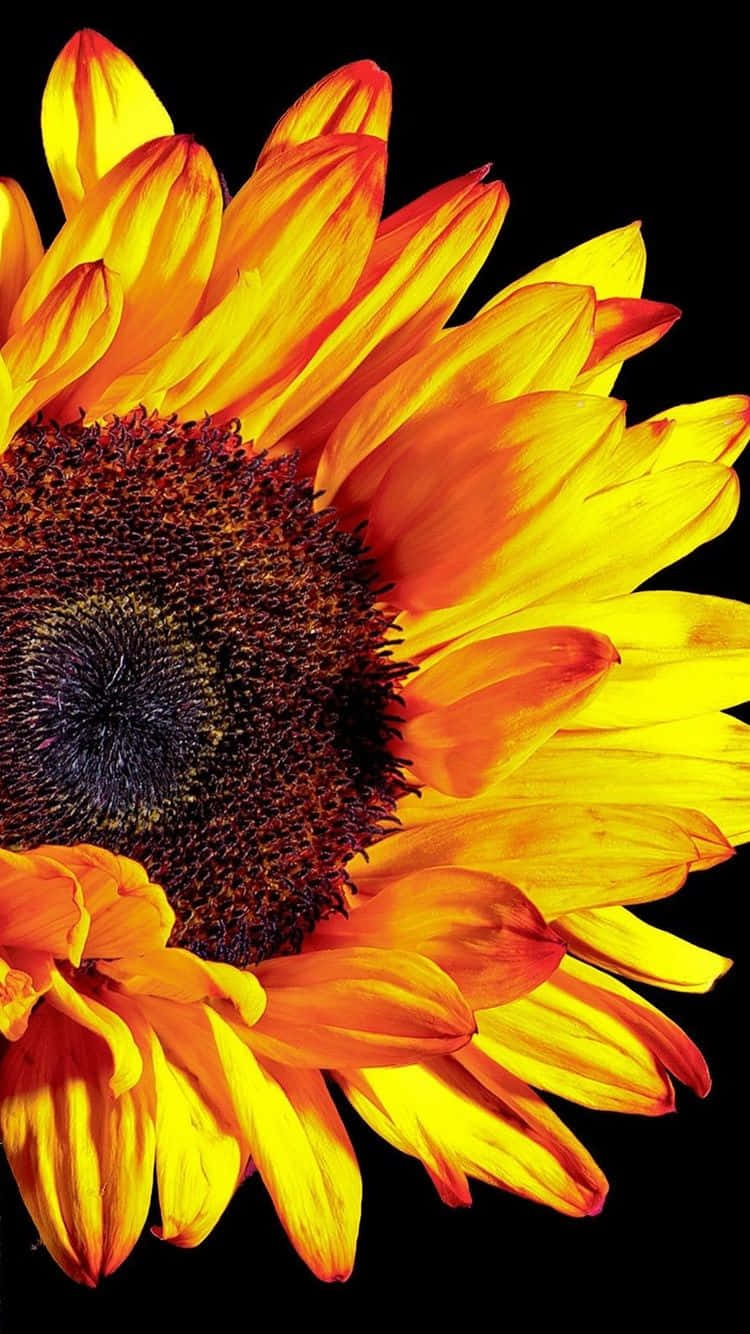A Dark And Dramatic Sunflower Wallpaper
